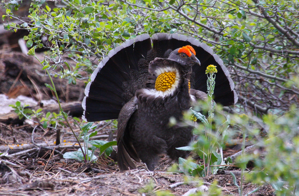 Sooty grouse - Panorama Trail 2008