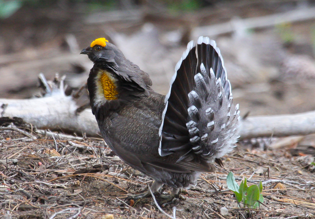 Sooty grouse displaying - Panorama Trail 2008