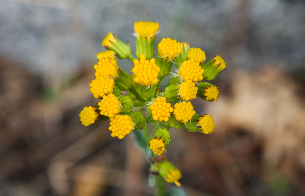 Wildflower - Panorama Trail 2008