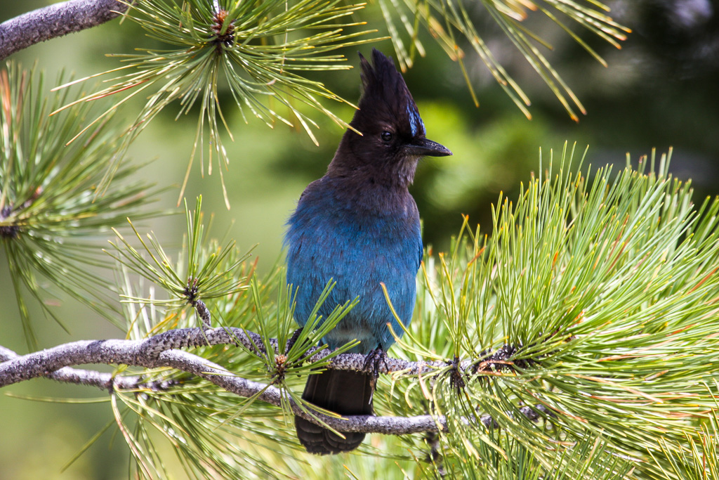 Stellar Jay - Panorama Trail 2008