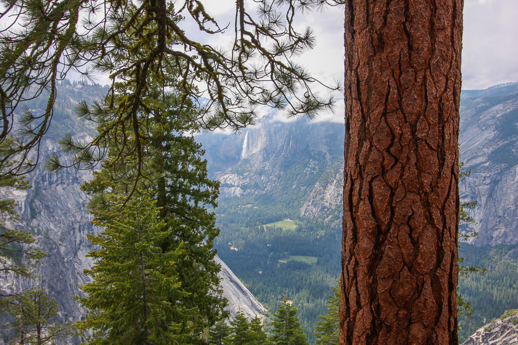 Ponderosa pine and valley - Panorama Trail 2008