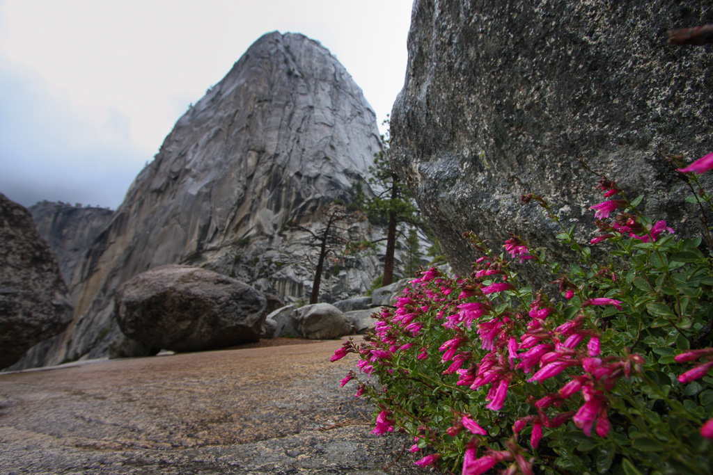 Penstemmon and Liberty Cap - Panorama Trail 2008