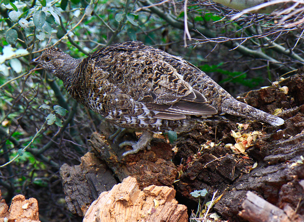 Sooty grouse female - Panorama Trail 2013