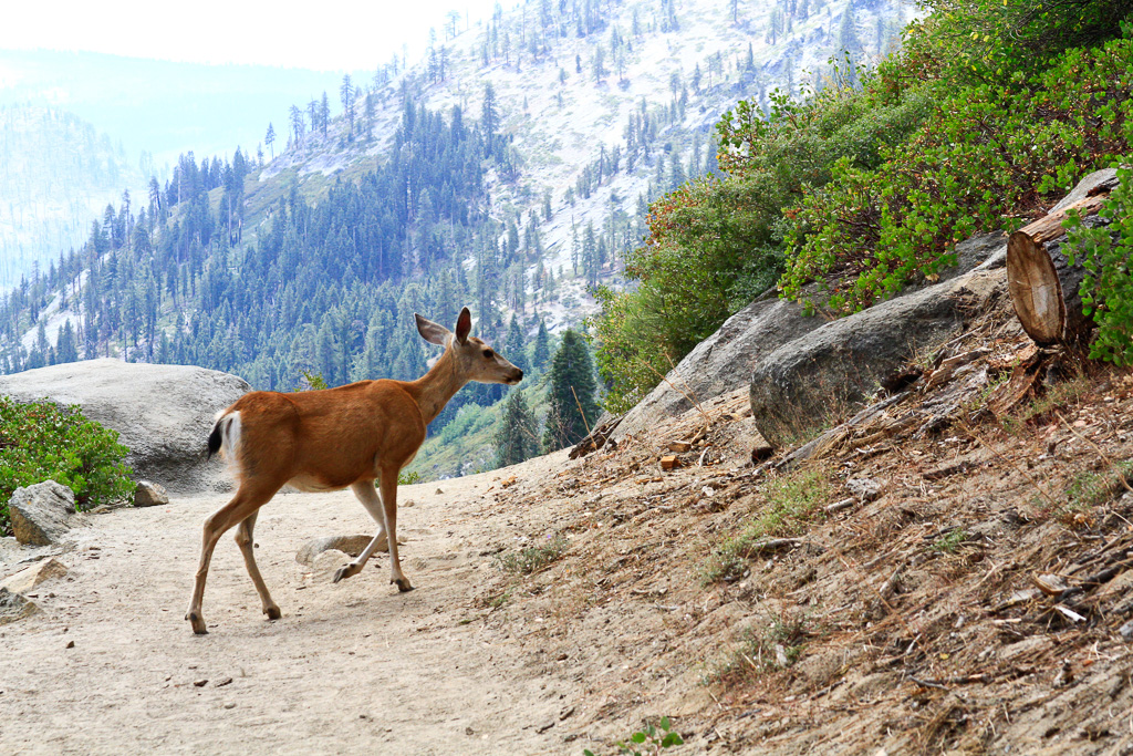 Deer crossing the trail - Panorama Trail 2013