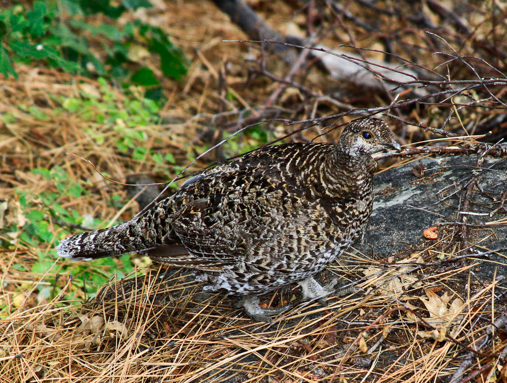 Sooty grouse - Panorama Trail 2013