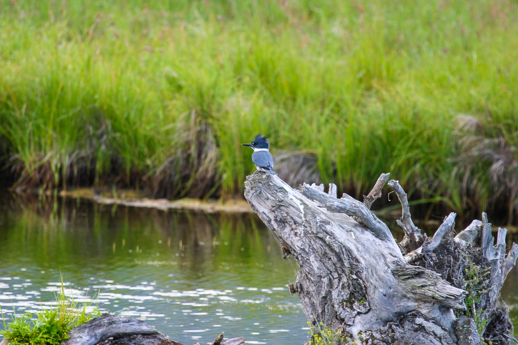 Kingfisher - Potter Marsh