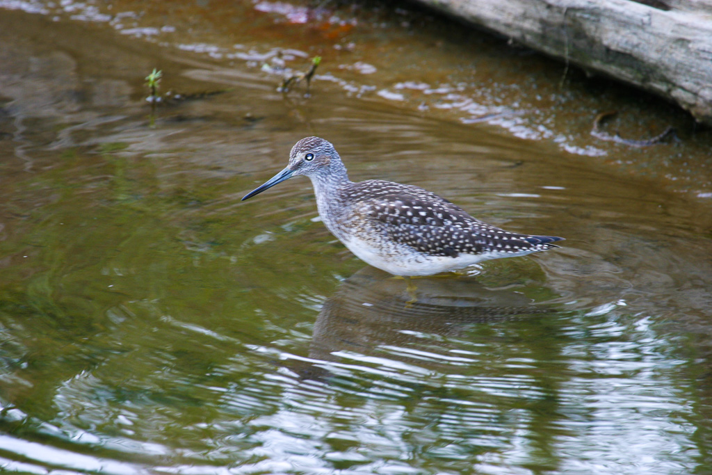 Yellowleg - Potter Marsh