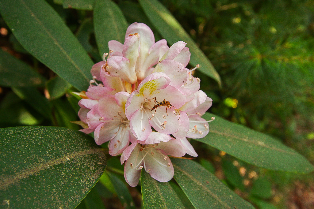 Rhodie - Princess Arch