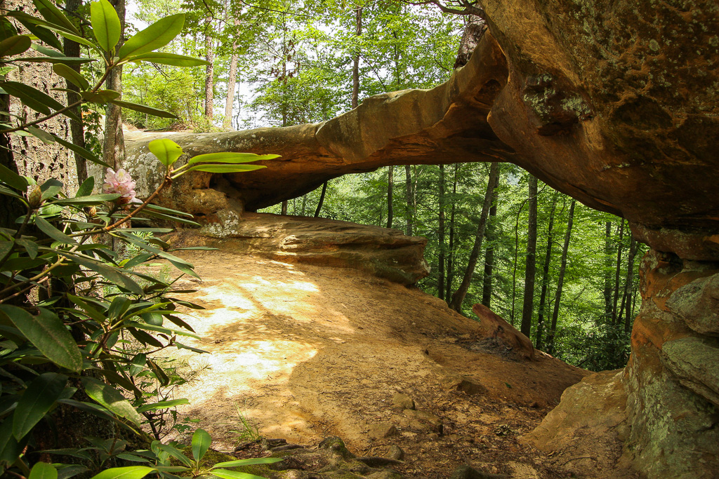 The arch and rhododendrons - Princess Arch