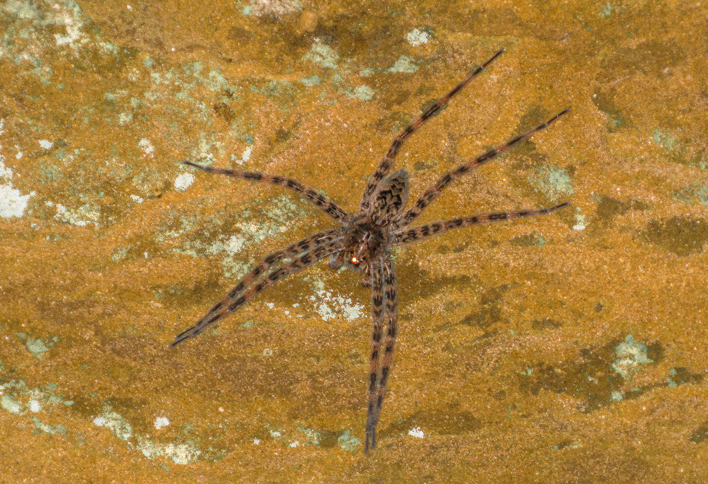 Fishing spider - Princess Arch