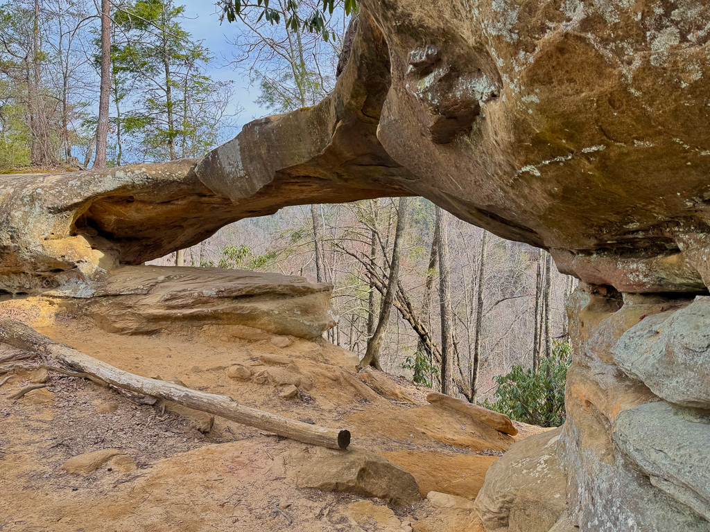 Princess Arch  and forest - Princess Arch 2025