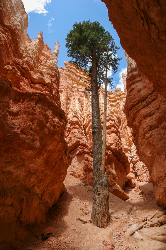 Wall Street May 2006 - Navajo Loop