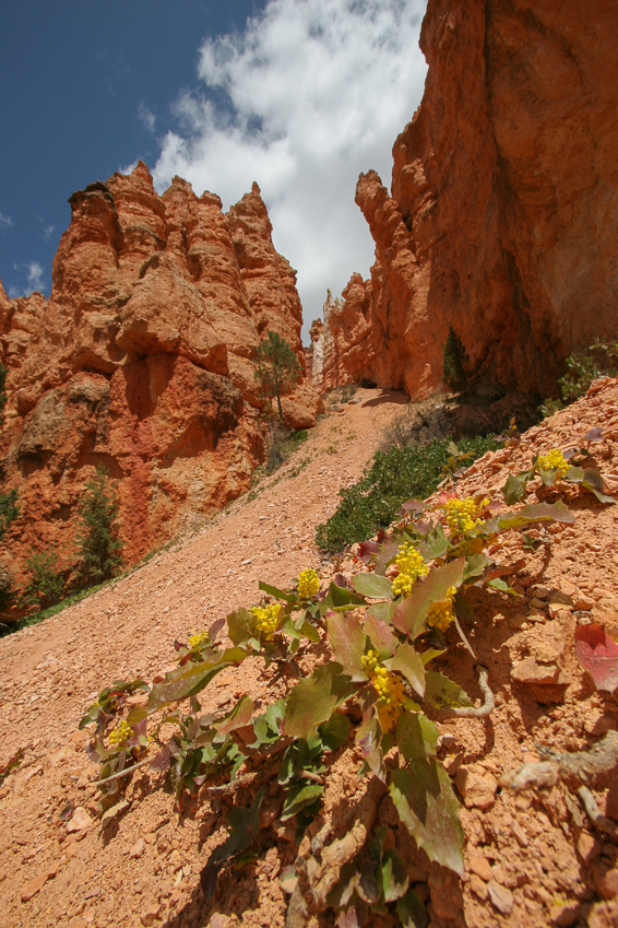 Oregon grapes and hoodoos May 2006 - Navajo Loop