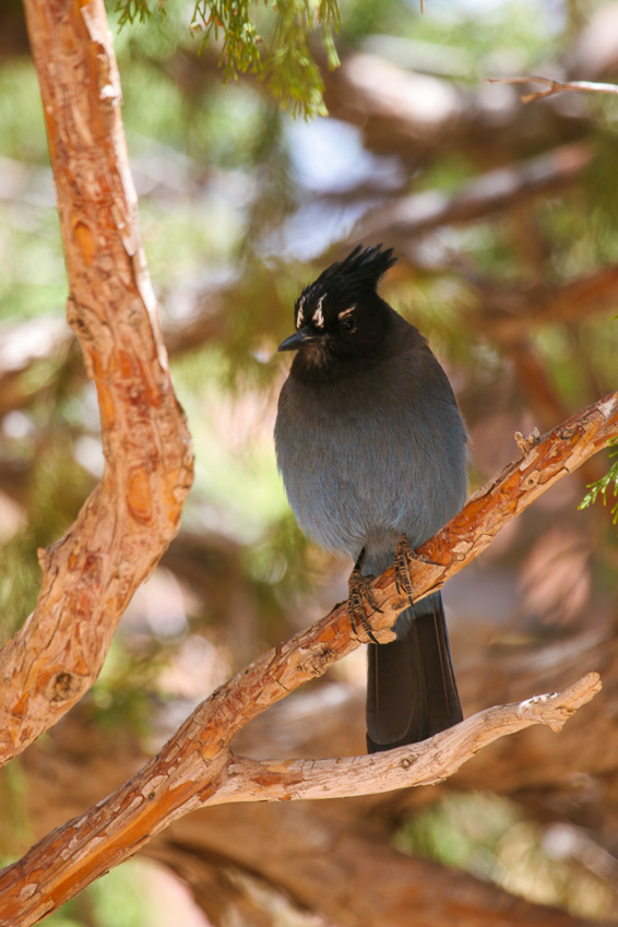 Stellar Jay - Queen's Garden/Navajo Loop