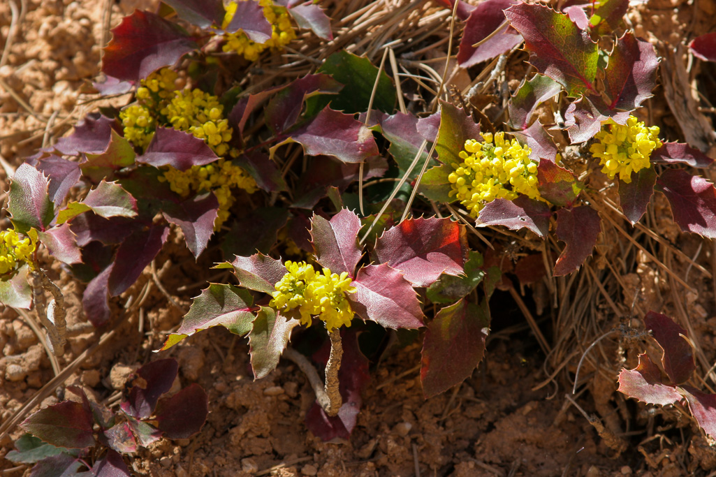 Oregon grapes - Queen's Garden/Navajo Loop