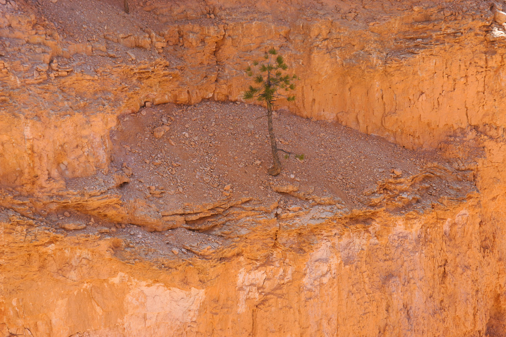 Against all odds - Queen's Garden/Navajo Loop