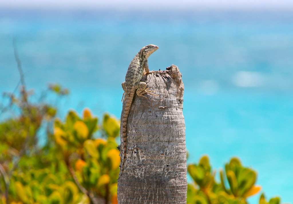 Tree Lizard - Bahamas