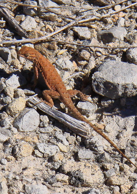 Lizard - Rattlesnake Canyon Arches