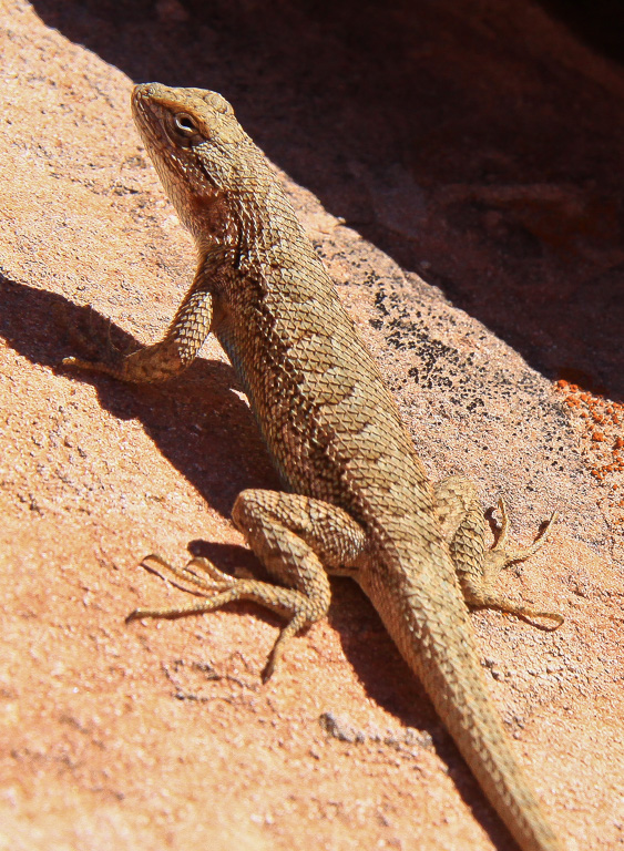 Fence Lizard - Rattlesnake Canyon Arches