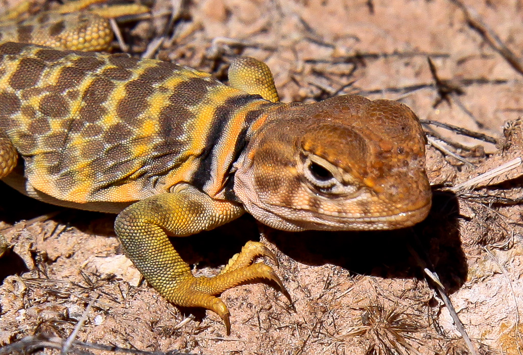 Collared Lizard - Rattlesnake Canyon Arches, Colorado