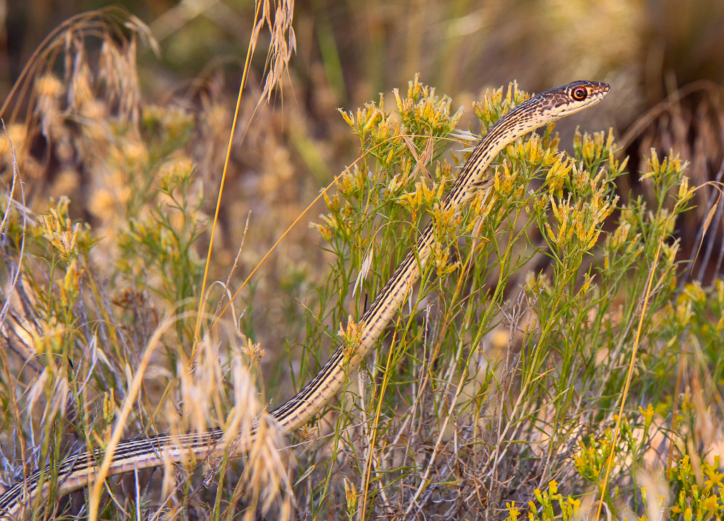 Not a rattlesnake, but hey - Rattlesnake Canyon Arches, Colorado