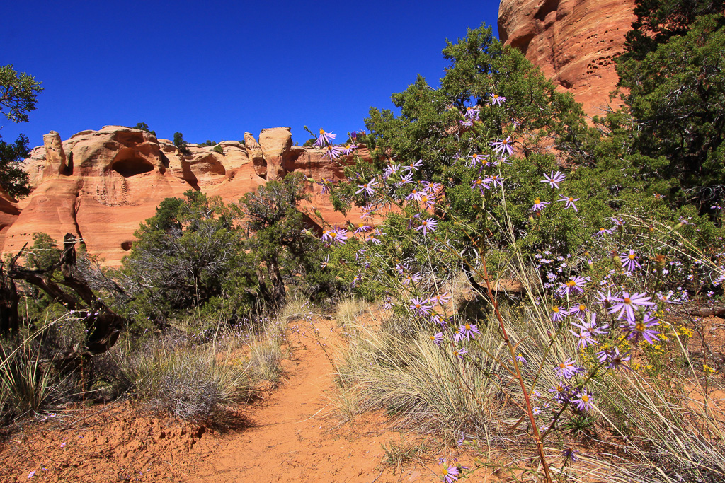 Asters blooming along the trail - Rattlesnake Canyon Arches
