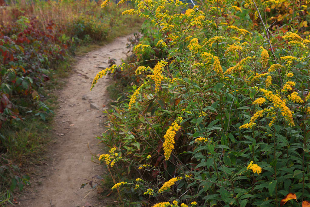 Goldenrod - Ravens Rock, West Virginia