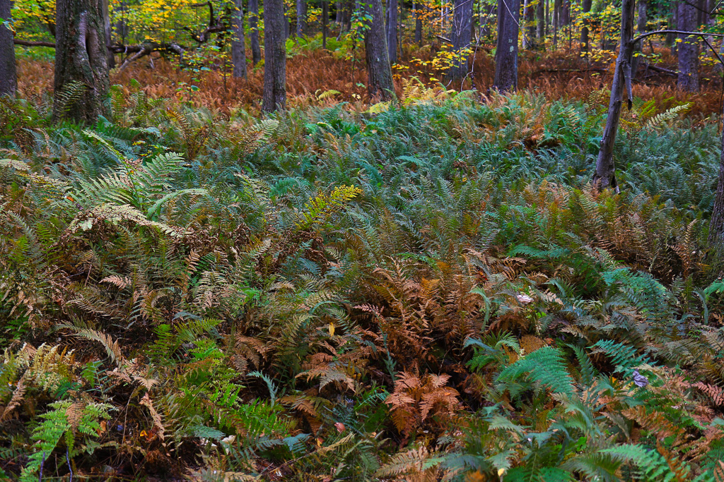 Forest of ferns - Ravens Rock, West Virginia