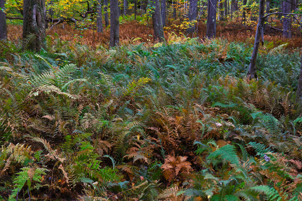 Forest of ferns - Ravens Rock, West Virginia
