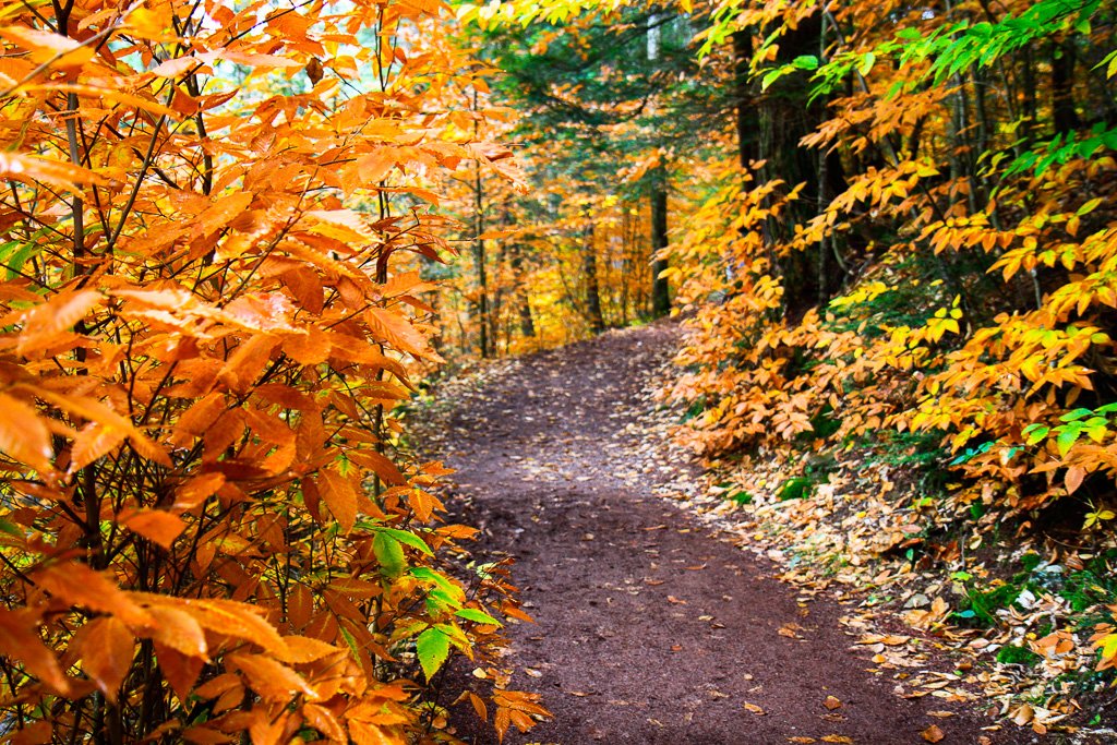 Old Road - Ricketts Glen State Park