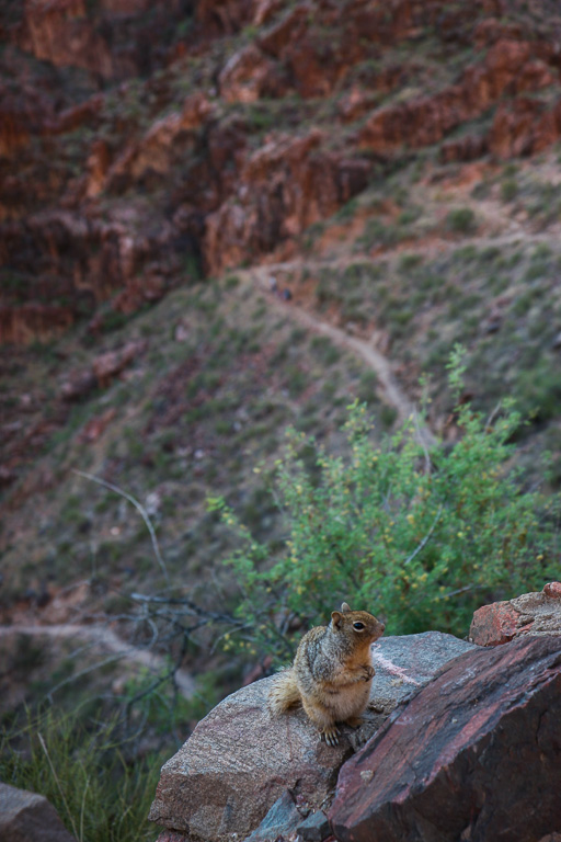 Ground squirrel - Grand Canyon National Park, Arizona