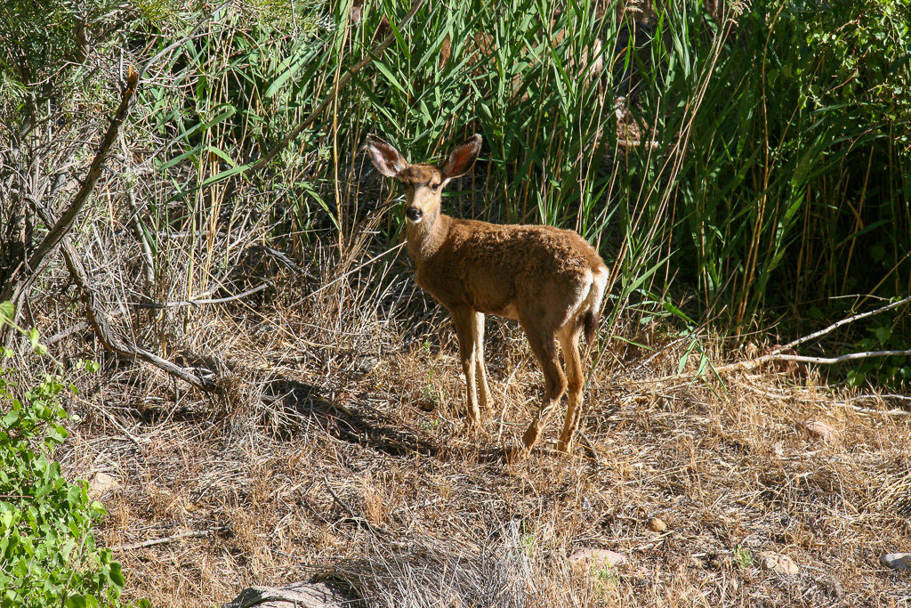 Mule deer - Grand Canyon National Park, Arizona