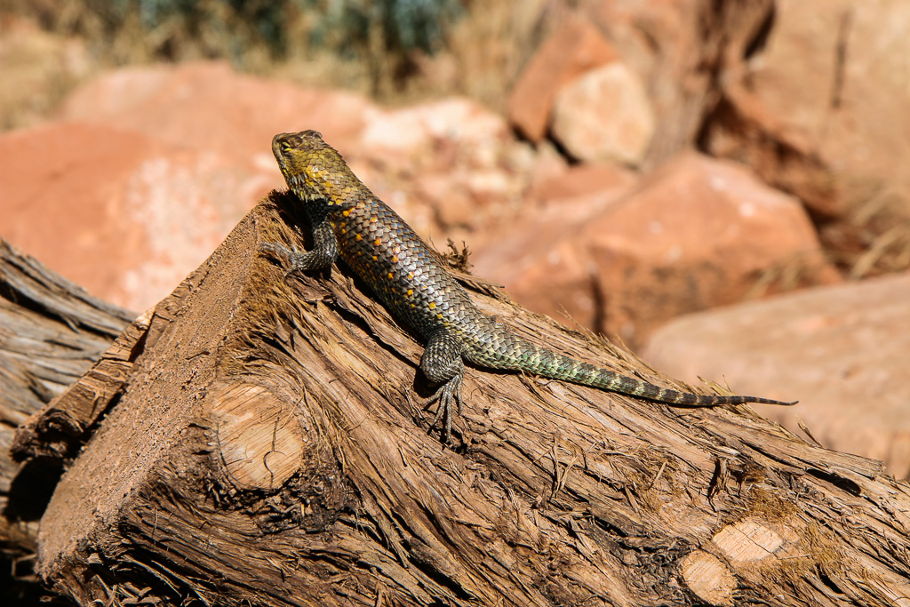Lizard - Grand Canyon National Park, Arizona