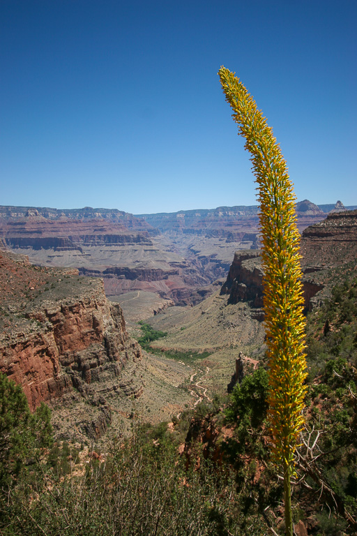 Utah agave and Indian Garden - Grand Canyon National Park, Arizona