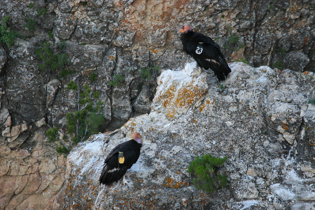 Condors - Grand Canyon National Park, Arizona