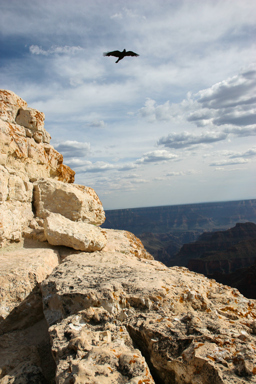 Raven - Grand Canyon National Park, Arizona