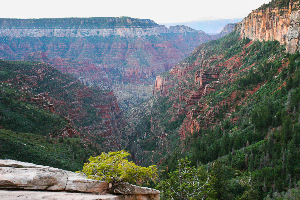 North Rim from the North Kaibab Trail - Grand Canyon National Park, Arizona