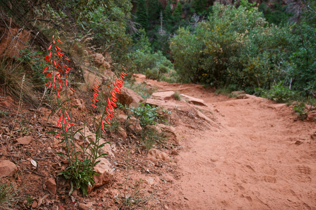 Beardlip penstemon - Grand Canyon National Park, Arizona