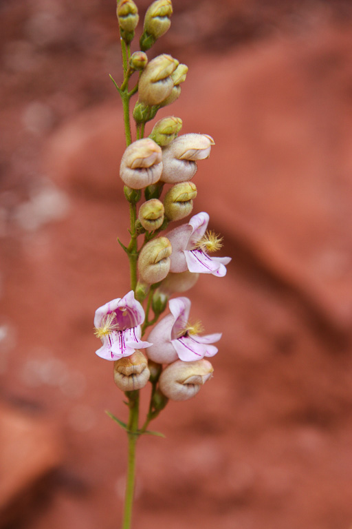 Balloon plant - Grand Canyon National Park, Arizona