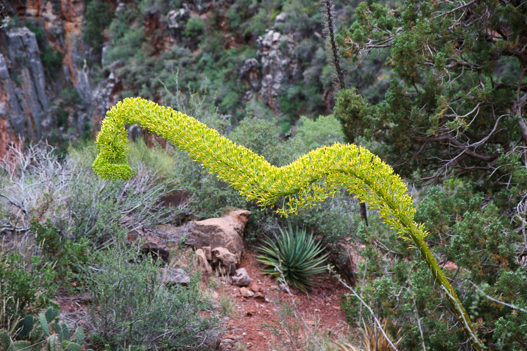 Utah agave bloom - Grand Canyon National Park, Arizona