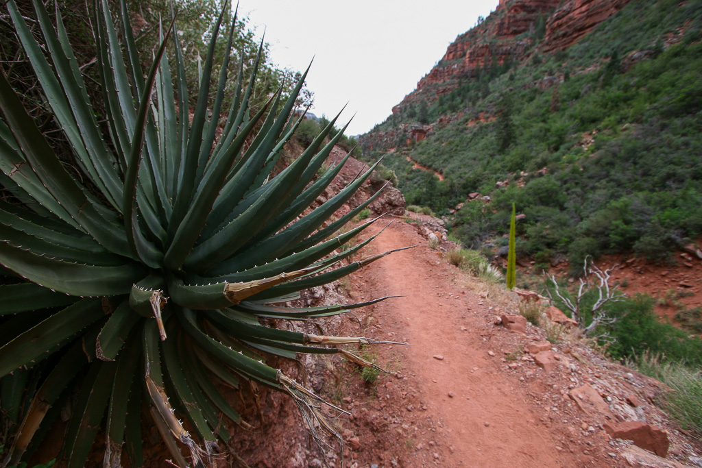 Trailside agave - Grand Canyon National Park, Arizona