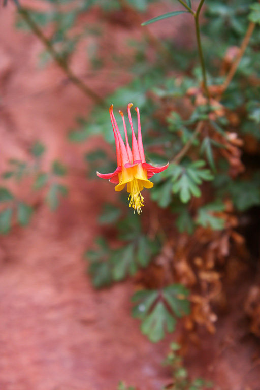 Wild Columbine - Grand Canyon National Park, Arizona