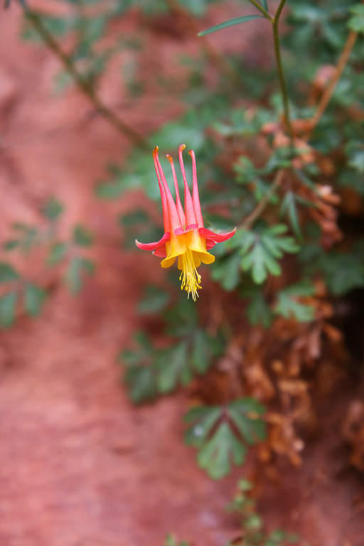 Wild Columbine - Grand Canyon National Park, Arizona