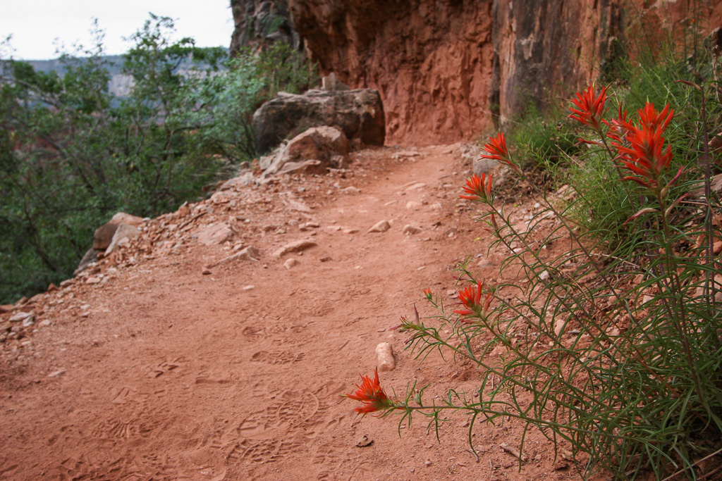 Indian Paintbrush - Grand Canyon National Park, Arizona