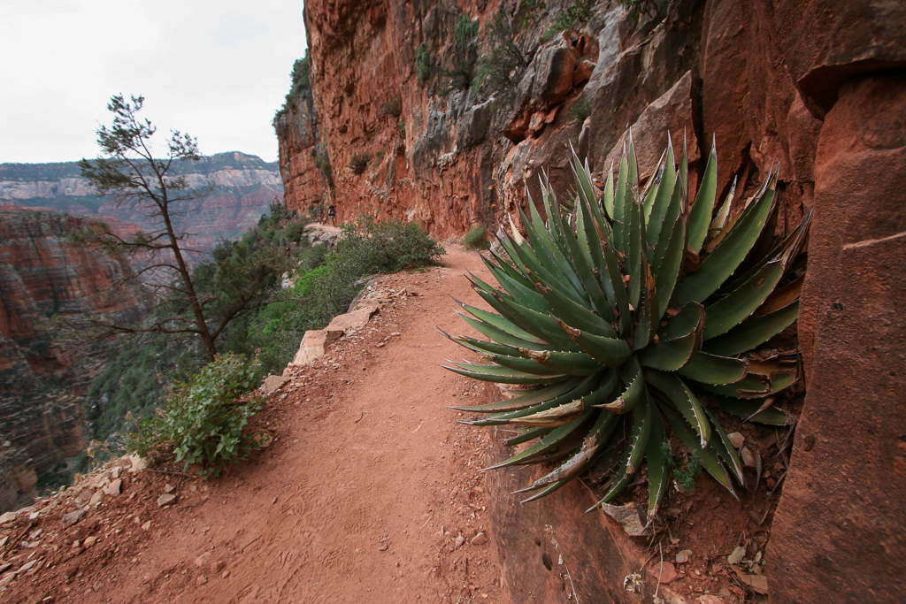 Agave crowding the trail - Grand Canyon National Park, Arizona