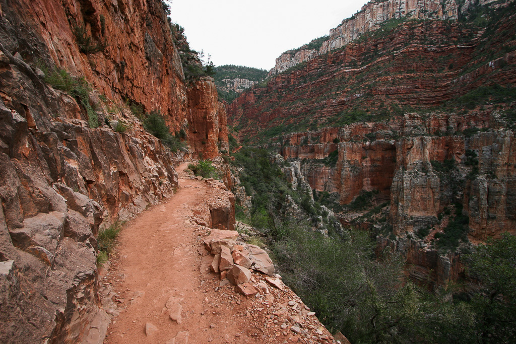 Looking back along the North Kaibab - Grand Canyon National Park, Arizona