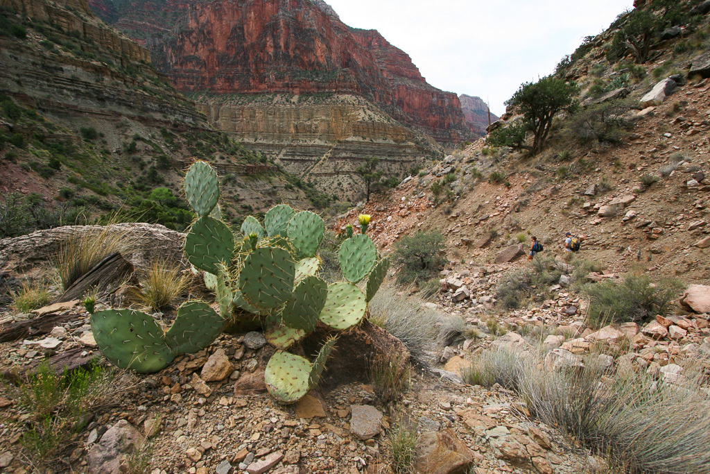 Prickly pear in bloom - Grand Canyon National Park, Arizona