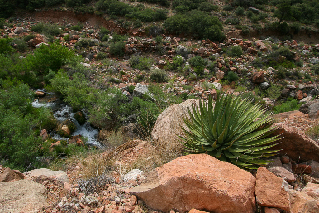 Bright Angel Creek - Grand Canyon National Park, Arizona