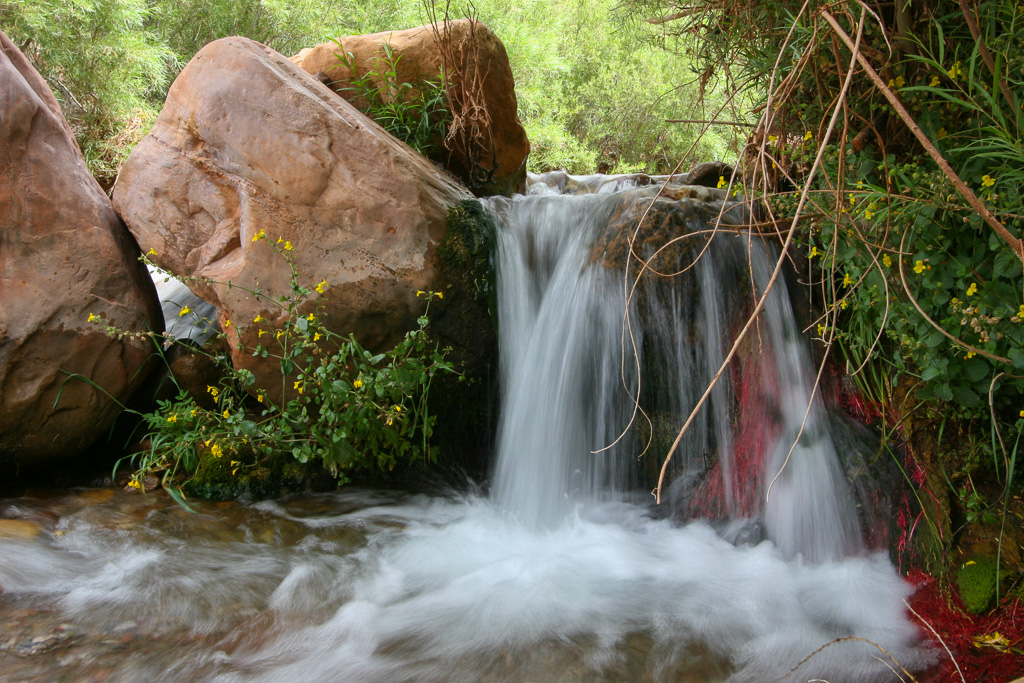 Bright Angel Creek cascade and yellow monkeyflowers - Grand Canyon National Park, Arizona