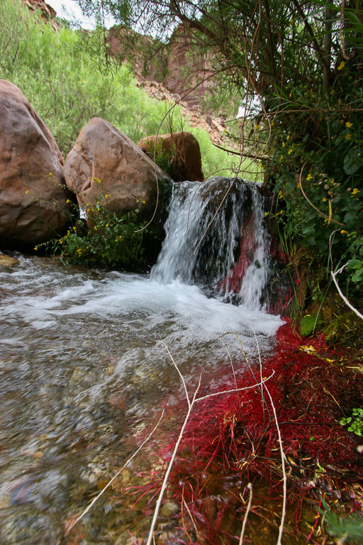 Cascade and red algae at Cottonwood Camp - Grand Canyon National Park, Arizona